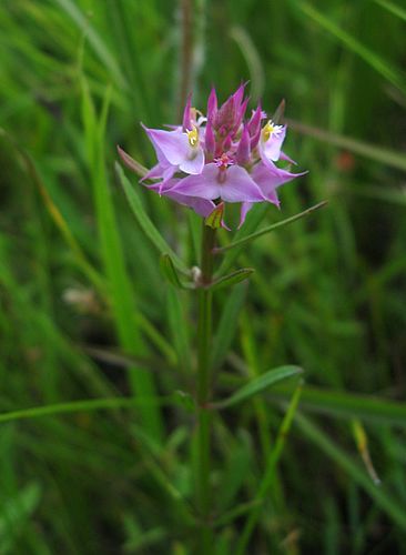 Polygala cruciata